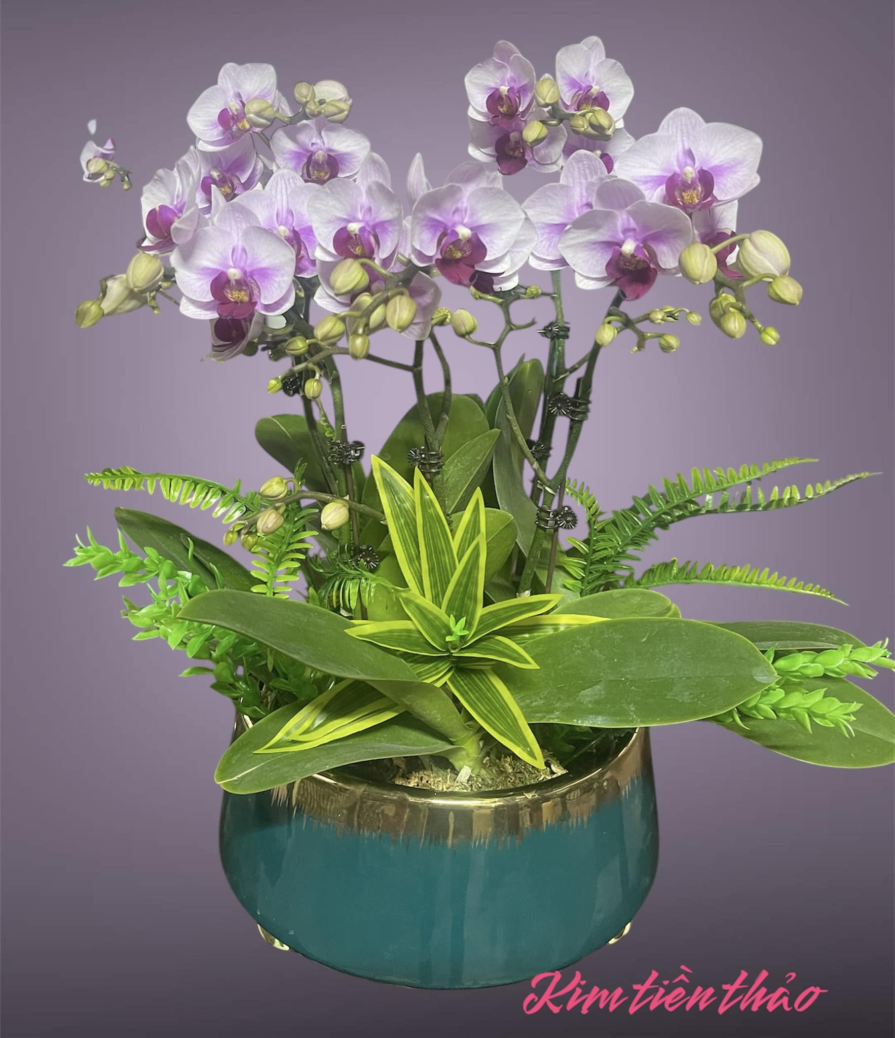 CHẬU LAN HỒ ĐIỆP TÍM HOA LOAN